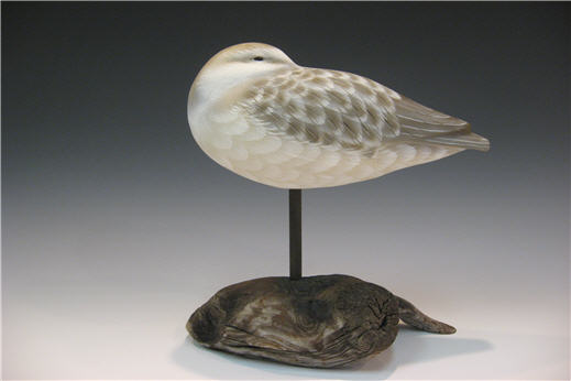 Sanderling